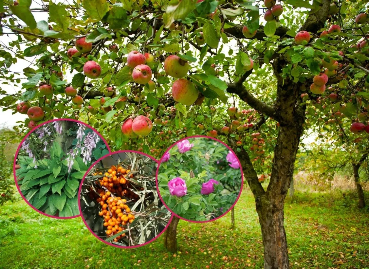 jak przygotować jabłko dla kota instrukcja