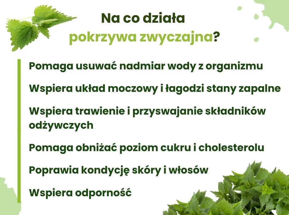 Herbata z pokrzywy właściwości zdrowotne infografika