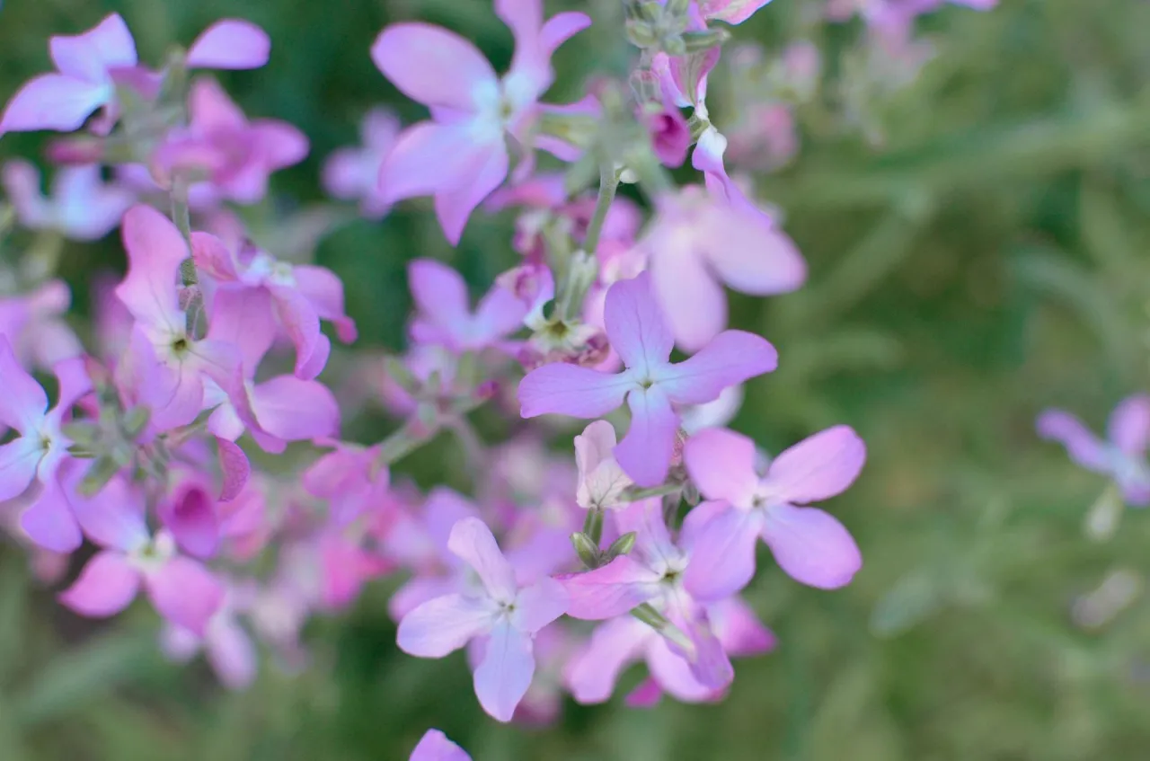maciejka w doniczce kwitnąca