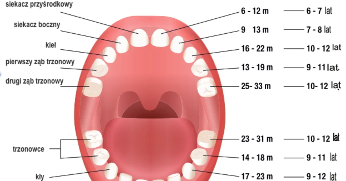kalendarz wypadania zęb&oacute;w mlecznych dzieci