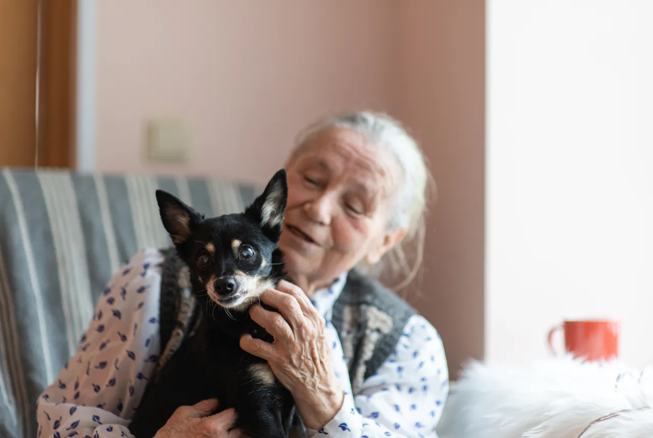 Pies senior leżący na miękkim kocu, z troskliwym opiekunem głaszczącym go.