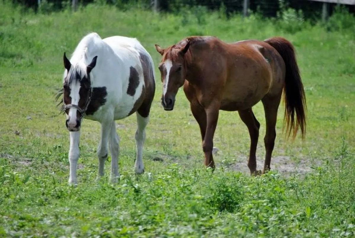Stadnina koni Mysłowice krajobraz