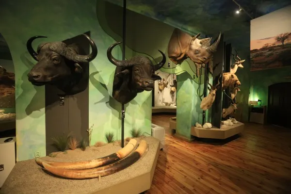 Zdjęcie Muzeum łowiectwa i jeździectwa godziny otwarcia – nie przegap wizyty!