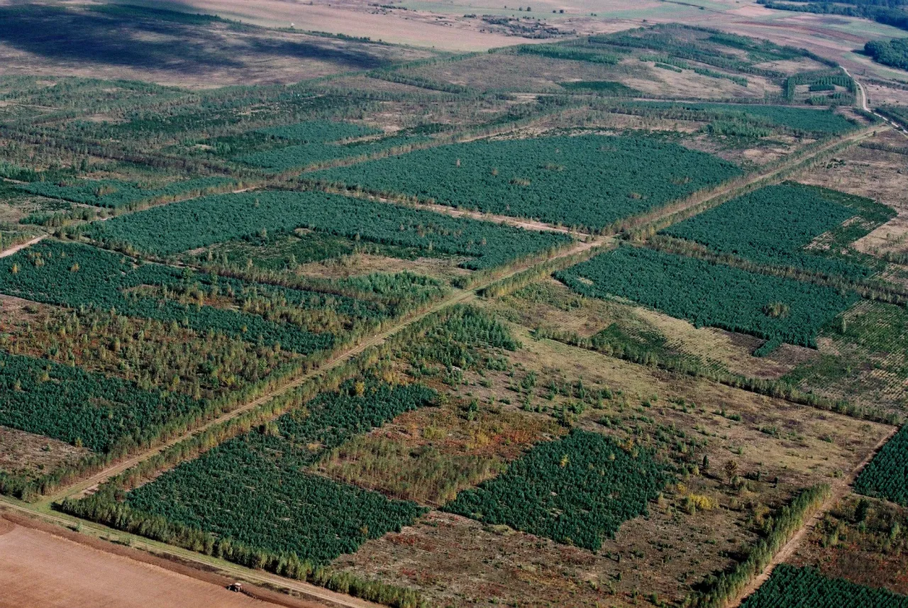 Widok z lotu ptaka na pola leśne, gdzie widać nowe nasadzenia drzew, prawdopodobnie w ramach dopłat do lasu ARiMR.