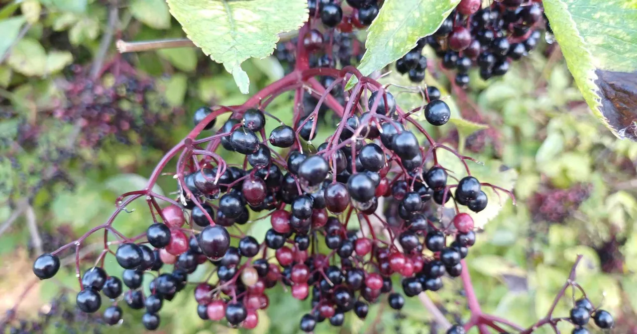 Dojrzałe, czarne jagody czarnego bzu na gałązkach, idealne na sok z czarnego bzu przepis babci.
