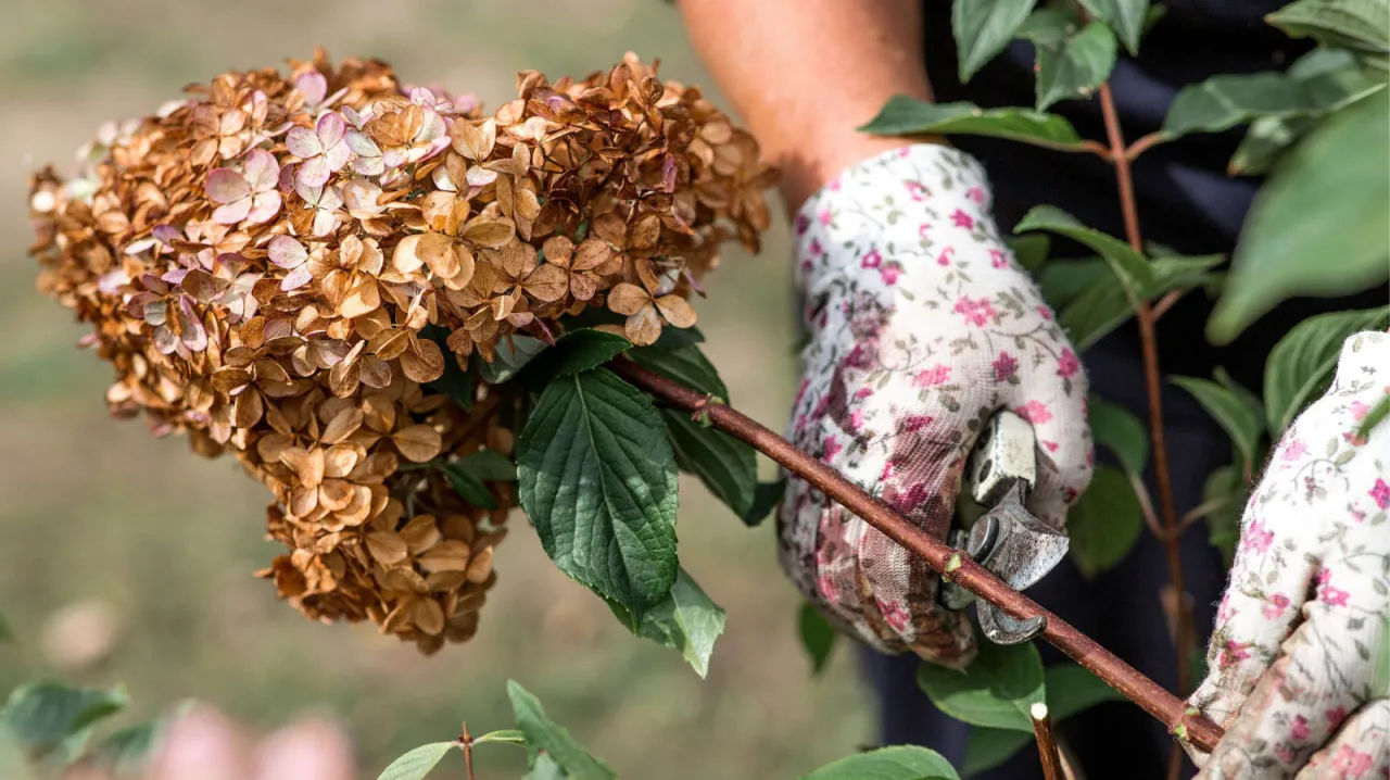 cięcie hortensji ogrodowej, usuwanie przekwitłych kwiatostanów hortensji