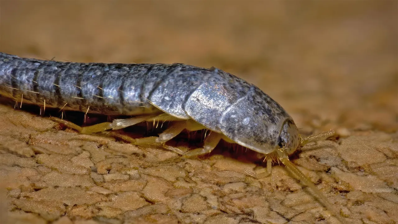 rybik cukrowy wygląd