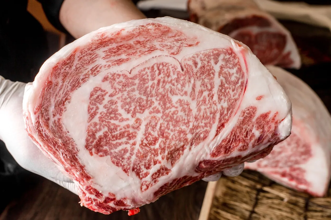 Ręce w rękawiczkach trzymają kawałek marmurkowego mięsa wołowego, przypominającego kobe beef, z widocznym tłuszczem i czerwonym mięsem.