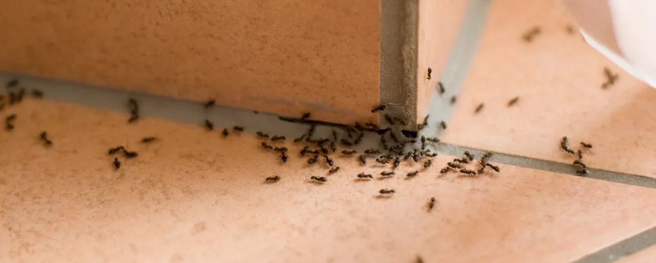 Domowe sposoby na mr&oacute;wki ocet cynamon