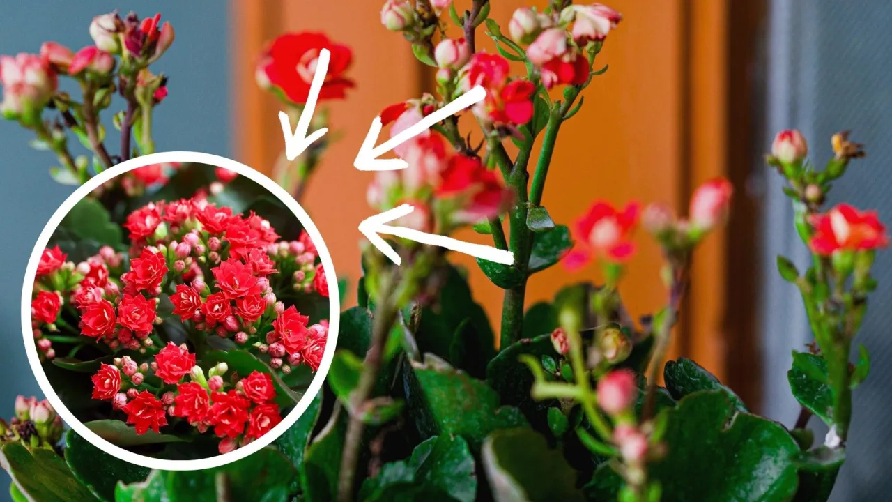 Kalanchoe Blossfelda przed i po przycinaniu