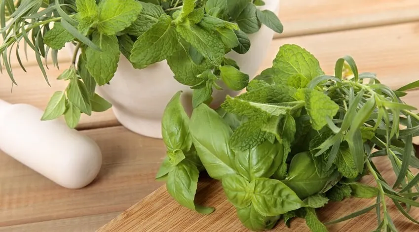 zioła na zapalenie dziąseł szałwia rumianek kora dębu