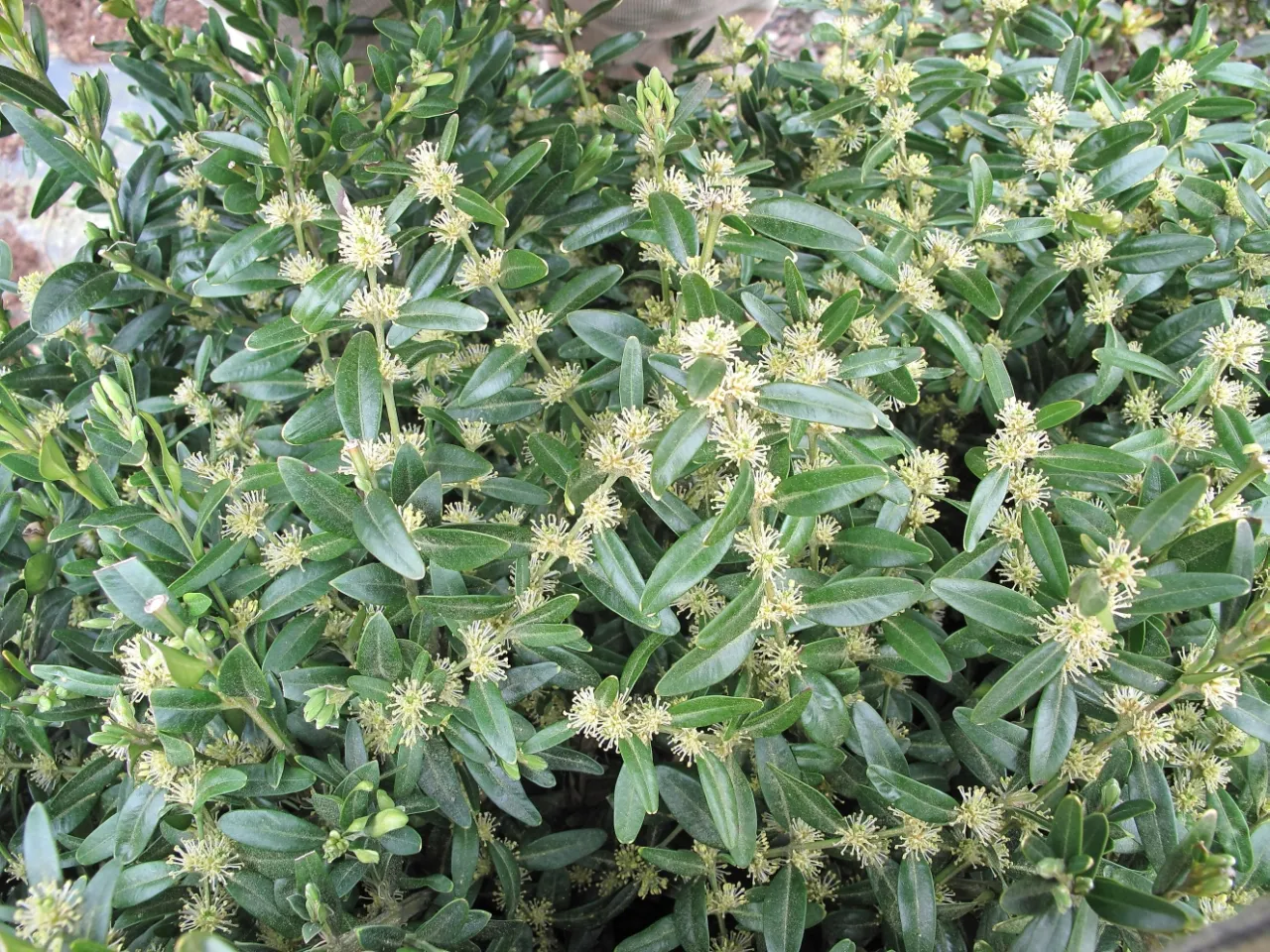 kwitnący bukszpan z bliska