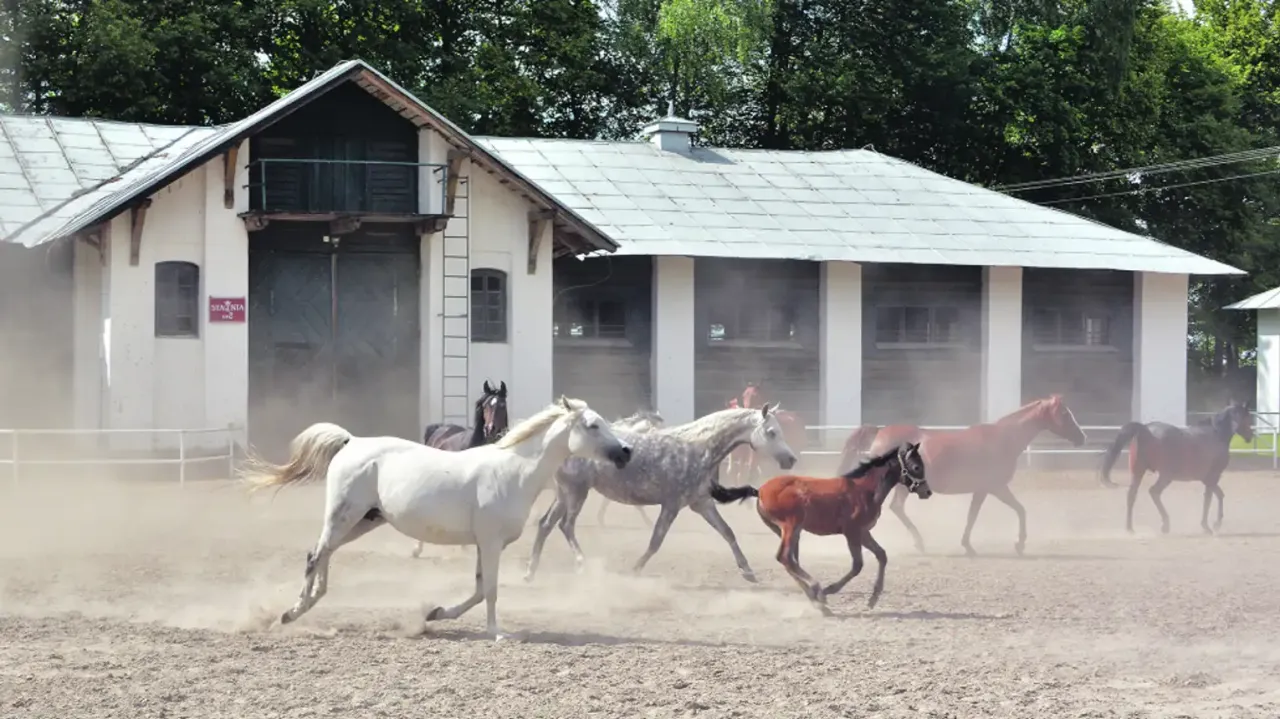 Stadnina Koni Janów Podlaski widok ogólny