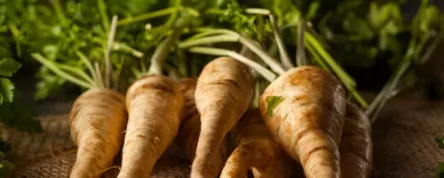 świeży korzeń pietruszki obok miski dla psa