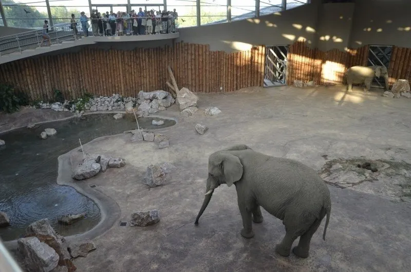 Poznań Nowe Zoo słoniarnia
