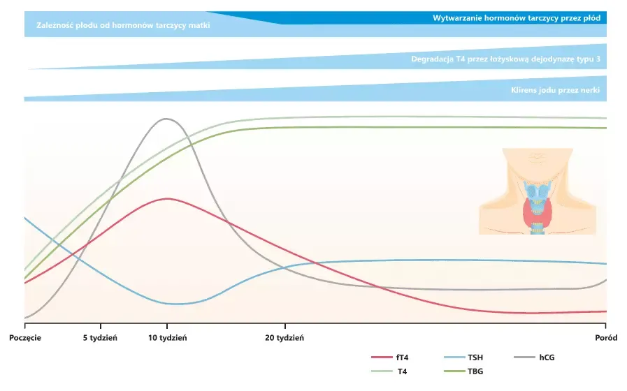 rytm dobowy hormonów tarczycy wykres