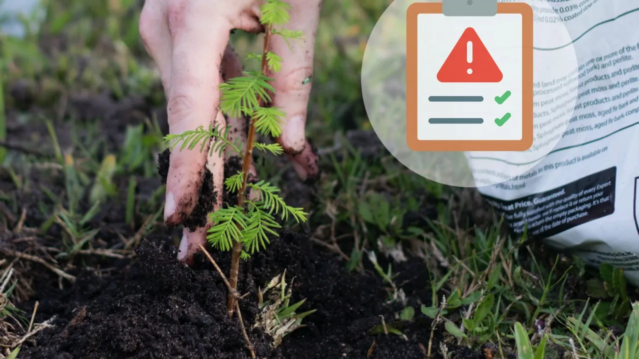 błędy przy sadzeniu drzew iglastych