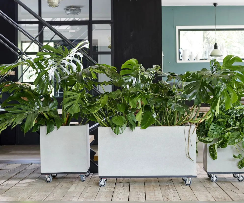 cienioznośne rośliny do salonu