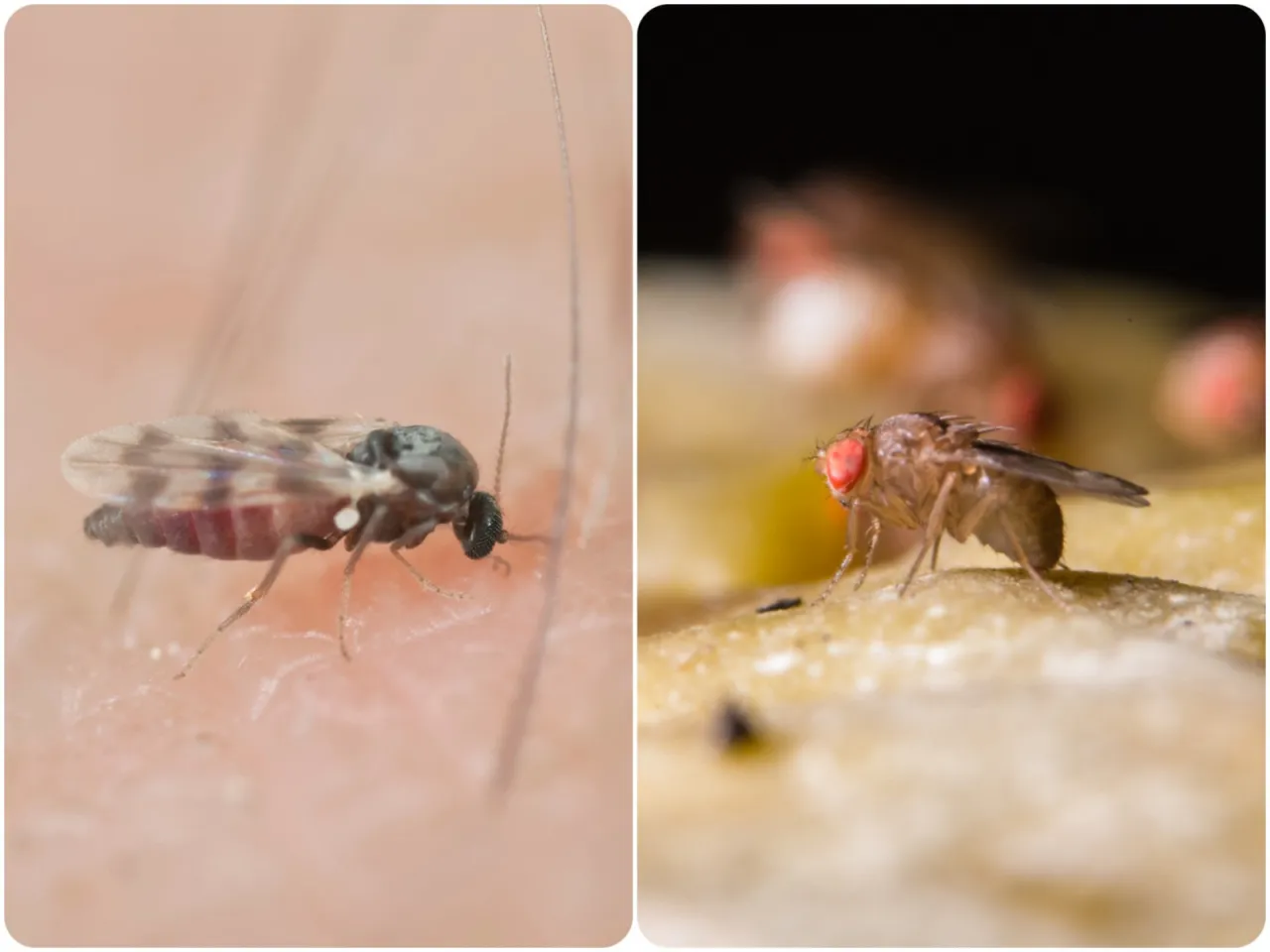 Naturalne sposoby na meszki w ogrodzie