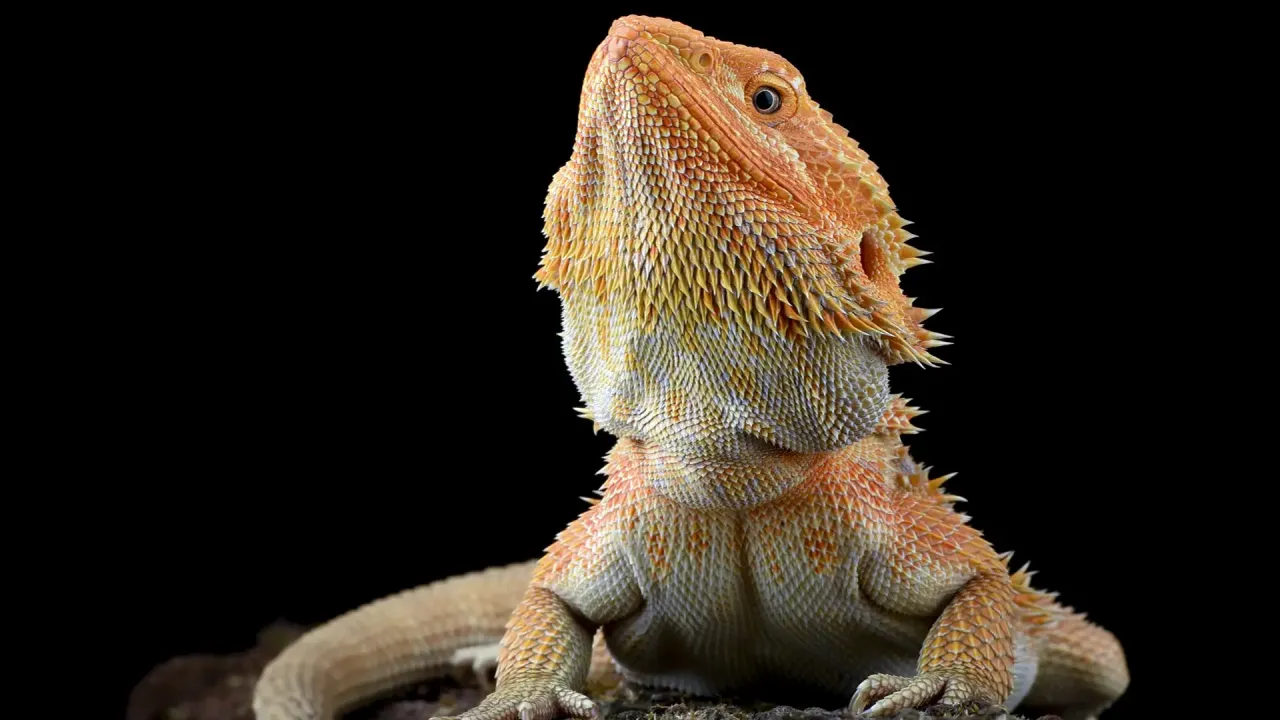 Koszty utrzymania agamy brodatej i gekona lamparciego