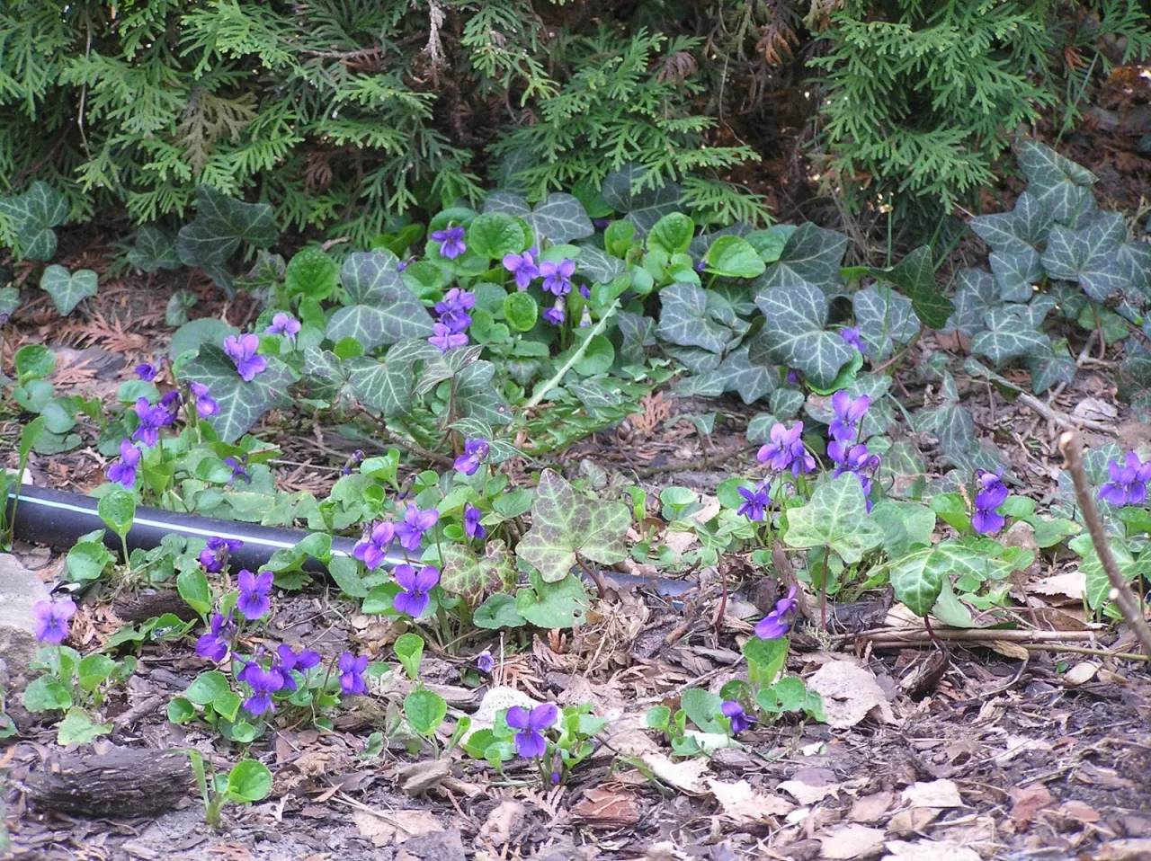 R&oacute;żne fioletowe chwasty w ogrodzie