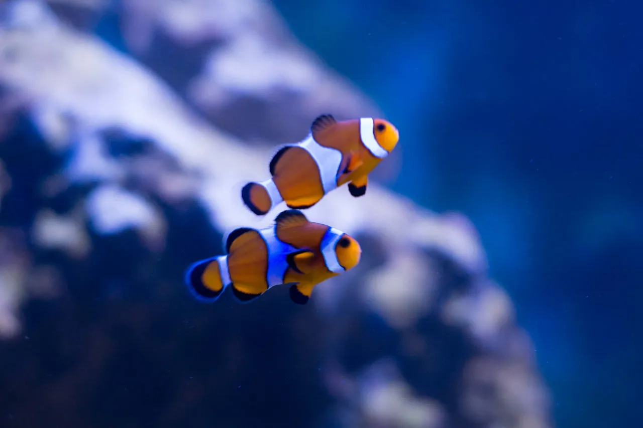 Akwarium morskie nano reef zestaw