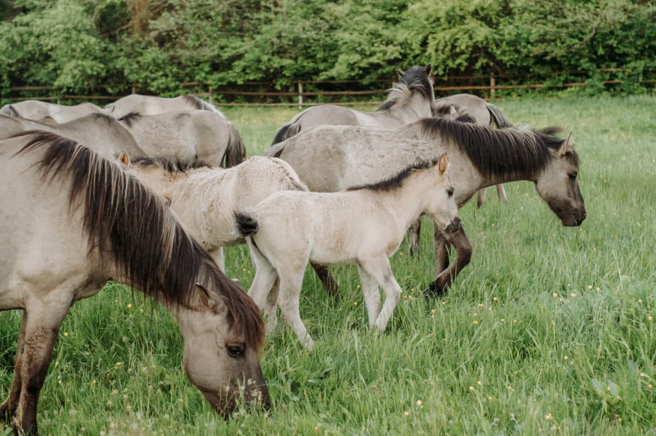 Malownicze krajobrazy Warmia i Mazury konie