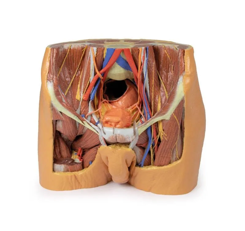anatomia wizualizacja 3D, modele anatomiczne