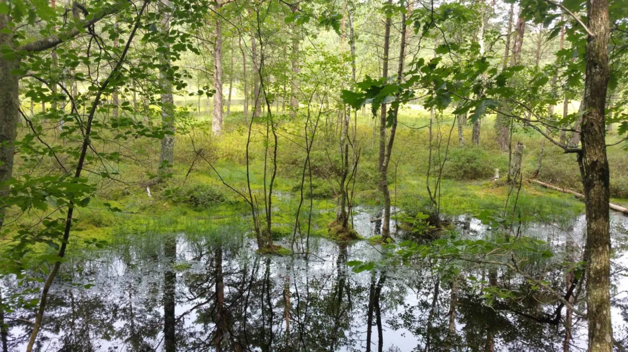 Woda odbija drzewa w rezerwacie przyrody Pełcznica. Bujna zieleń i mokradła tworzą malowniczy krajobraz.