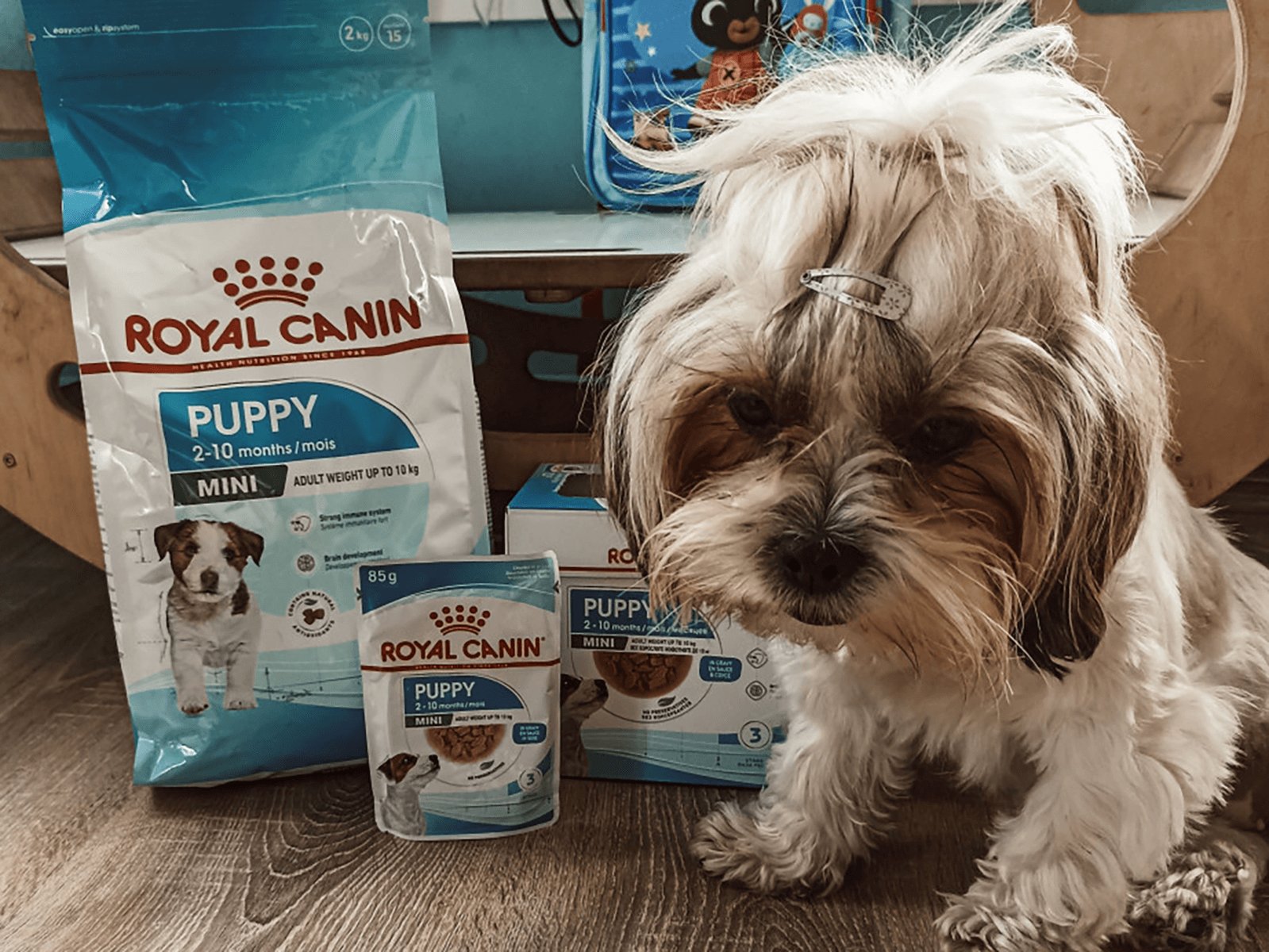 Uroczy szczeniak czeka na swoją karmę Royal Canin. Kiedy szczeniaki same jedzą, to znak, że rosną!