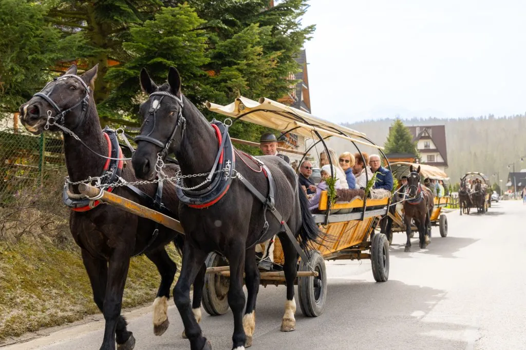 Por&oacute;wnanie ofert kulig&oacute;w Bukowina Tatrzańska