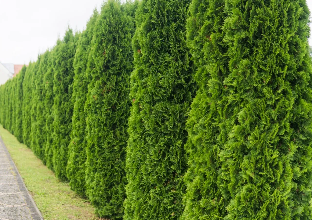 Przycięte tuje przed i po zabiegu