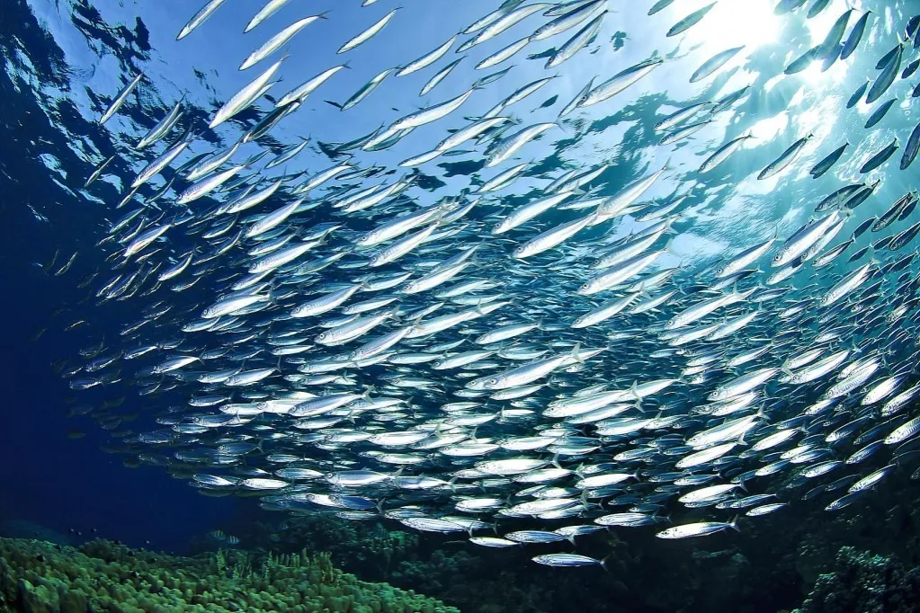 Fauna flora Morza Adriatyckiego