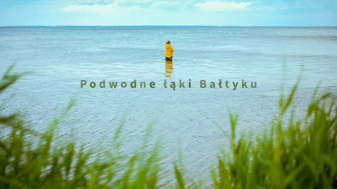 Podwodna łąka morszczynu Bałtyk