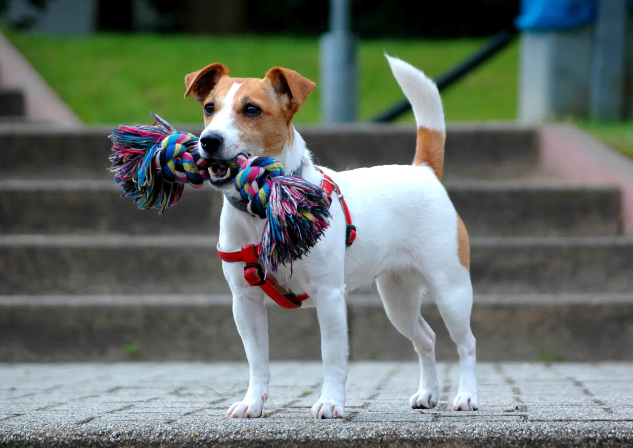 Jack Russell Terrier charakterystyczny wygląd