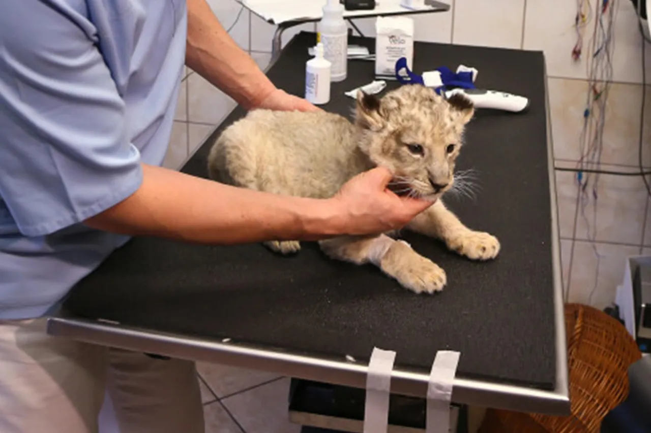 weterynarz w zoo przy pracy