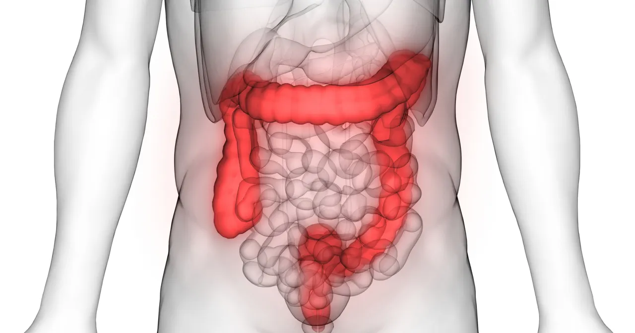 Anatomia jelit perystaltyka