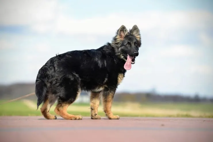 Owczarek niemiecki młoda suka