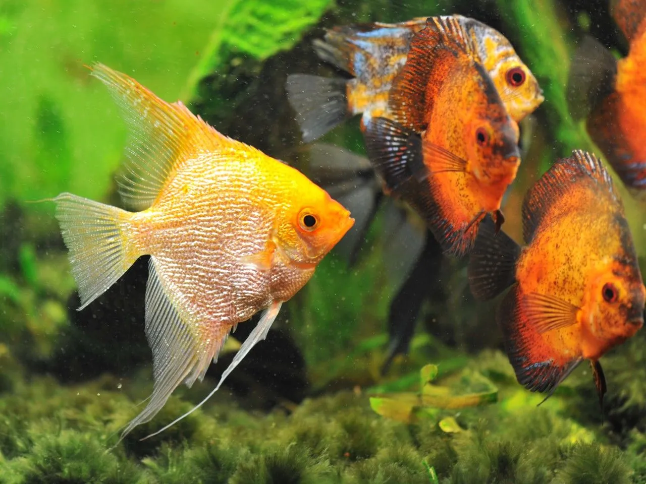 Skalar w akwarium z innymi rybami