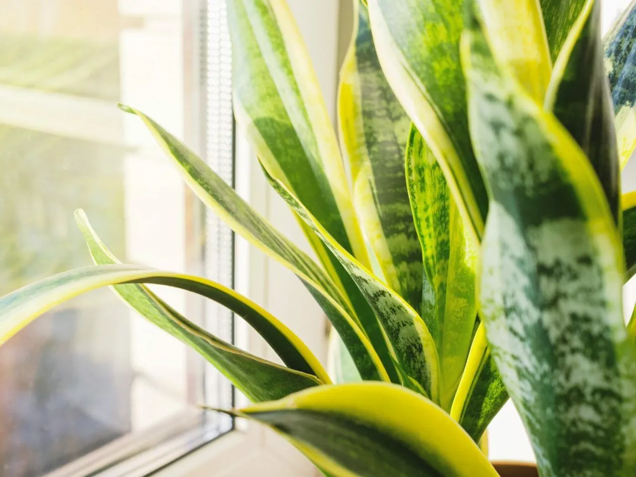 kwiaty języka teściowej zbliżenie