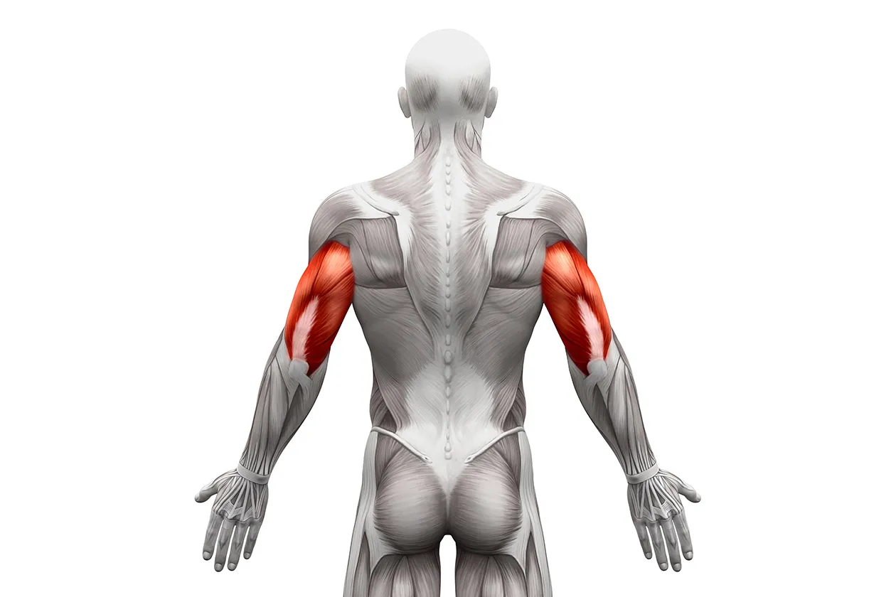 Tabela objętości treningowej tricepsa