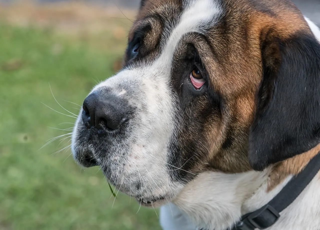 umowa kupna sprzedaży psa wzór