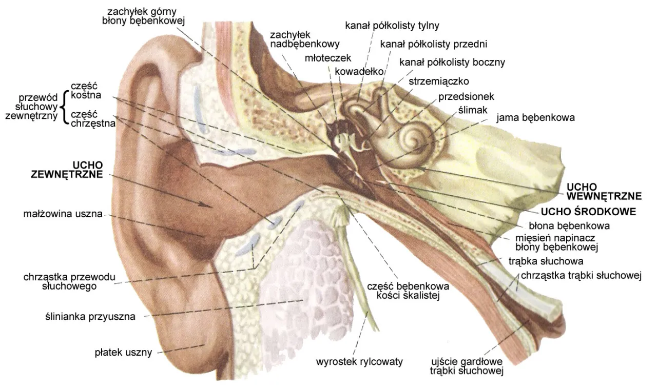 Schemat ucha wewnętrznego i zewnętrznego z zaznaczonymi obszarami problemowymi