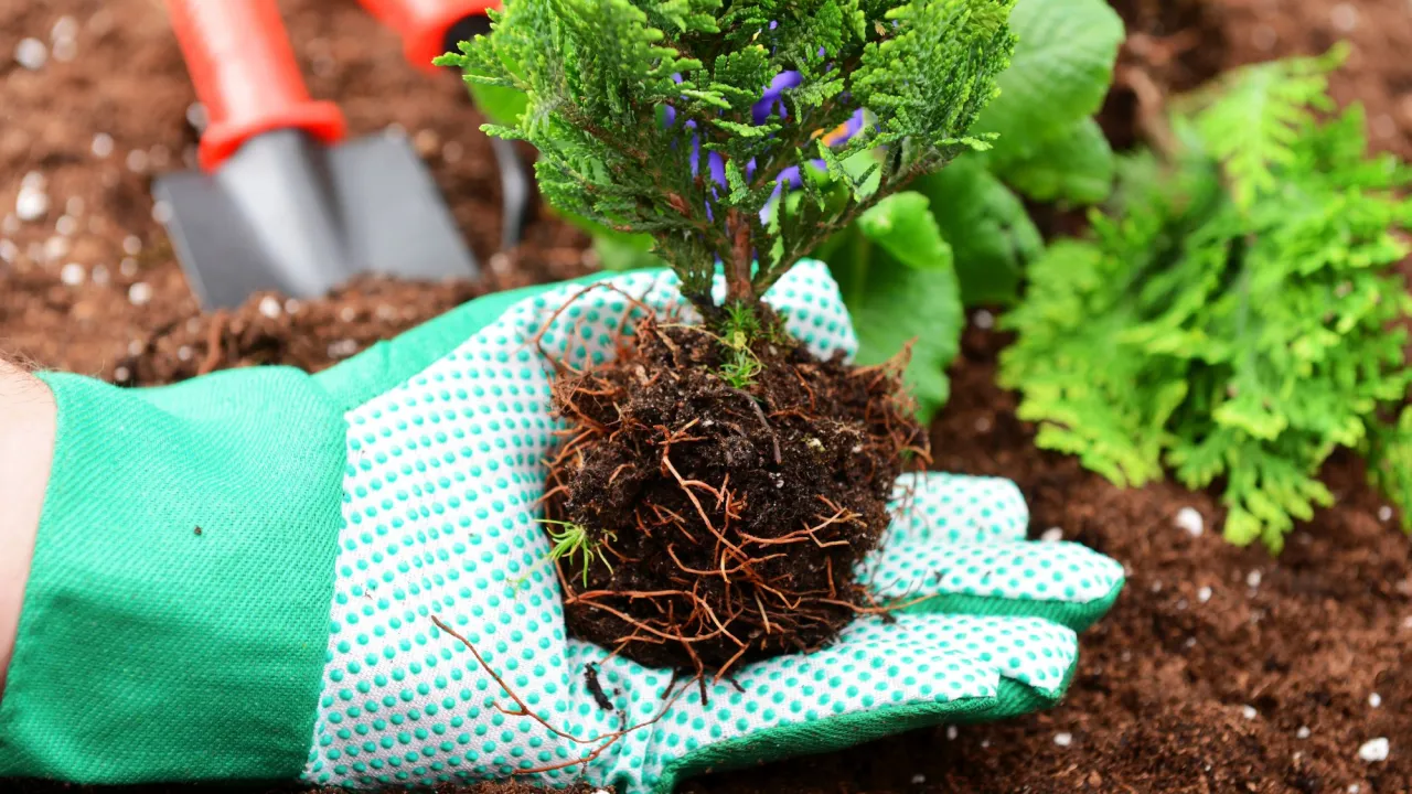 Jesienne sadzenie tui balotowanych
