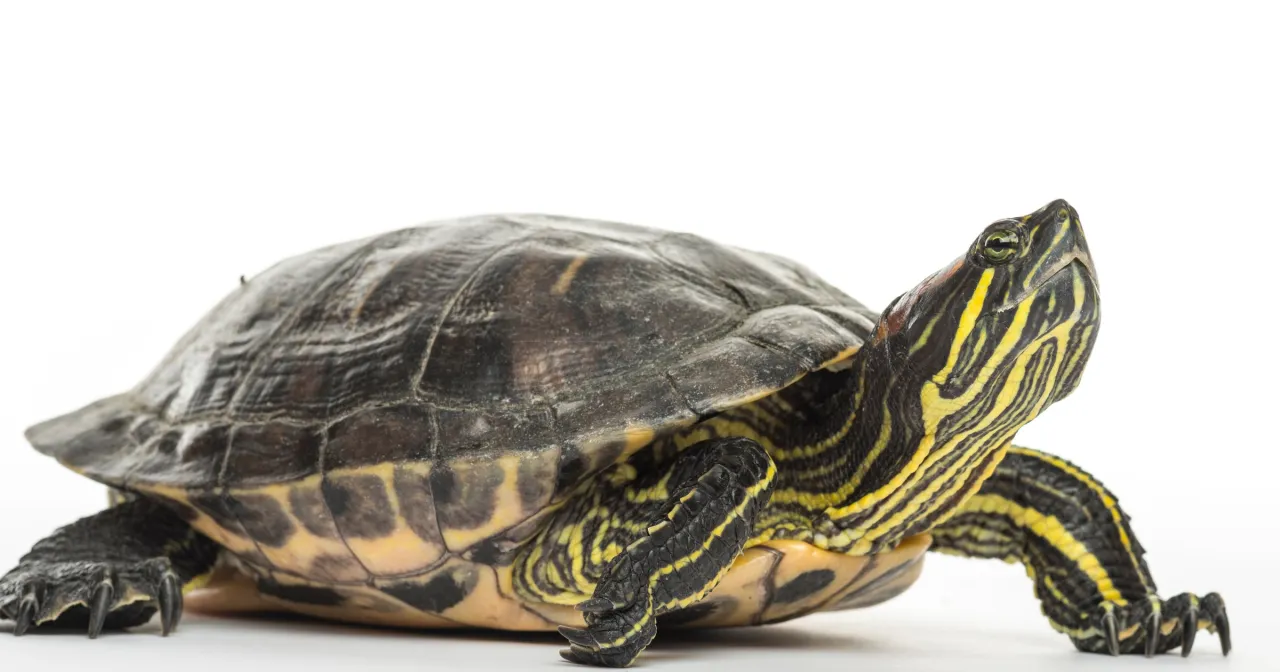 Ż&oacute;łw czerwonolicy inwazyjny gatunek w Polsce