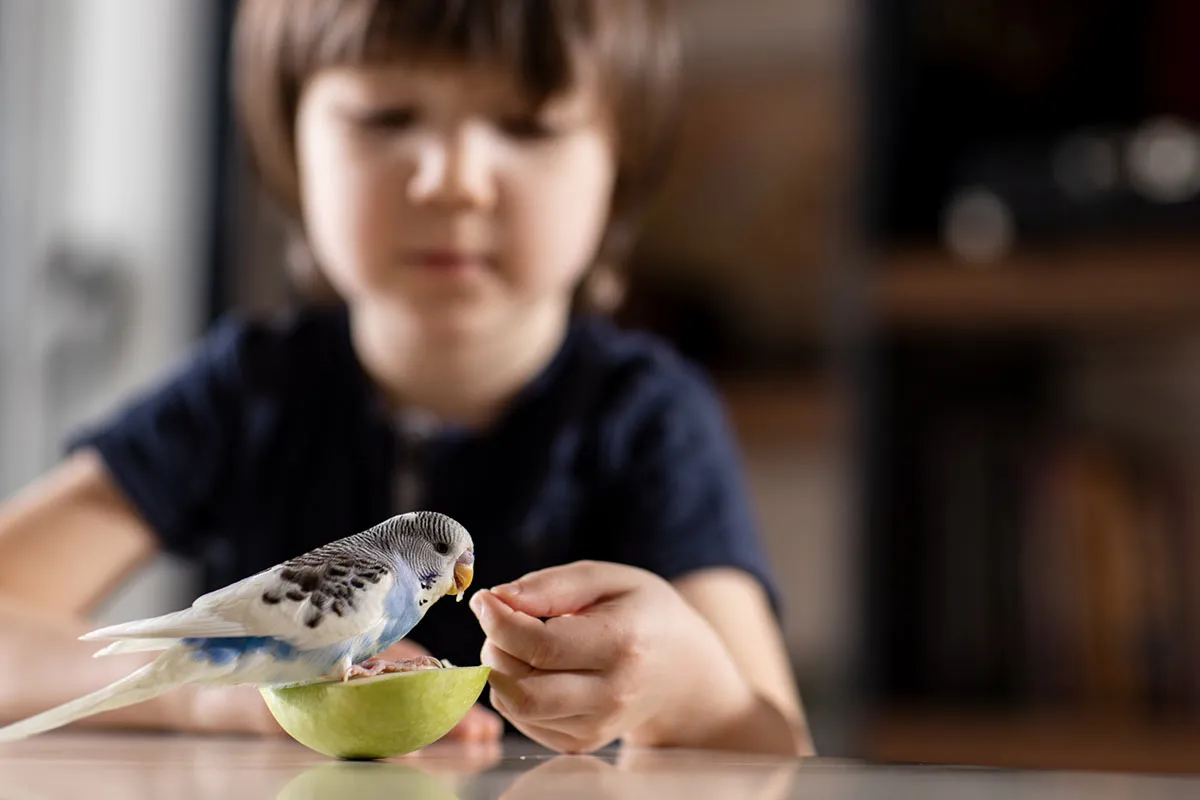 Opiekun budujący zaufanie z papugą