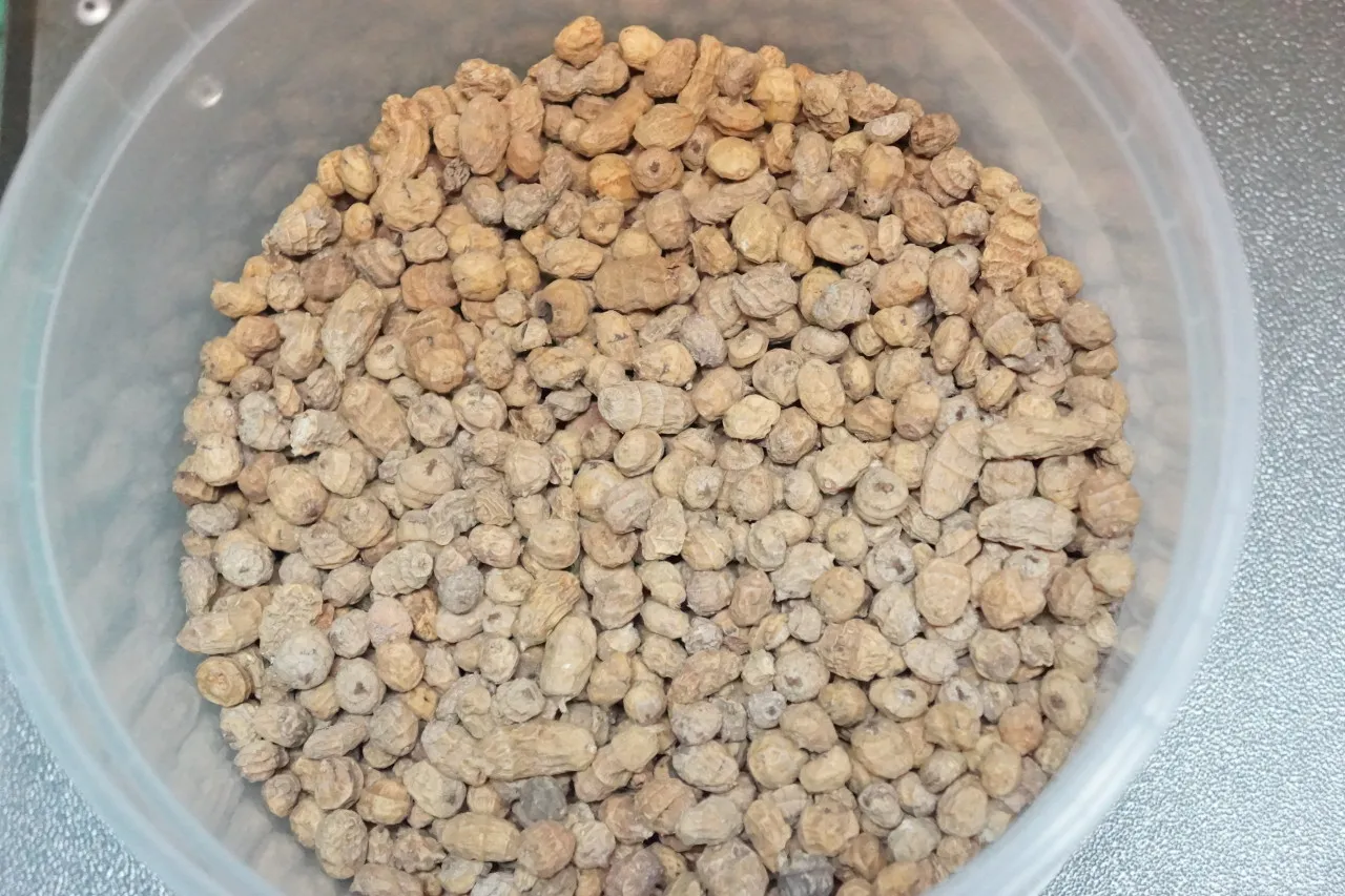 Orzechy tygrysie, idealna przynęta na karpie i amury. Te małe, chrupiące kuleczki przyciągają ryby swoim smakiem i zapachem.