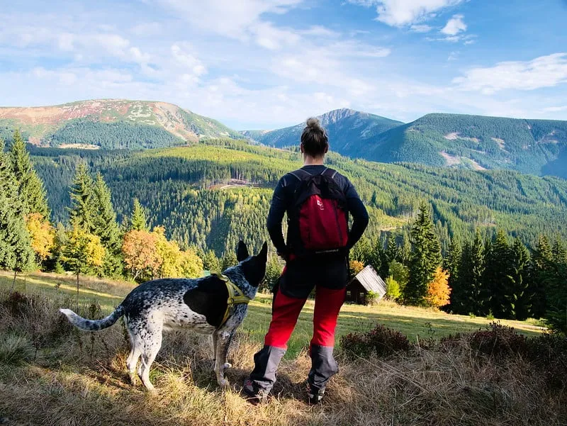 sprzęt dla psa w g&oacute;ry