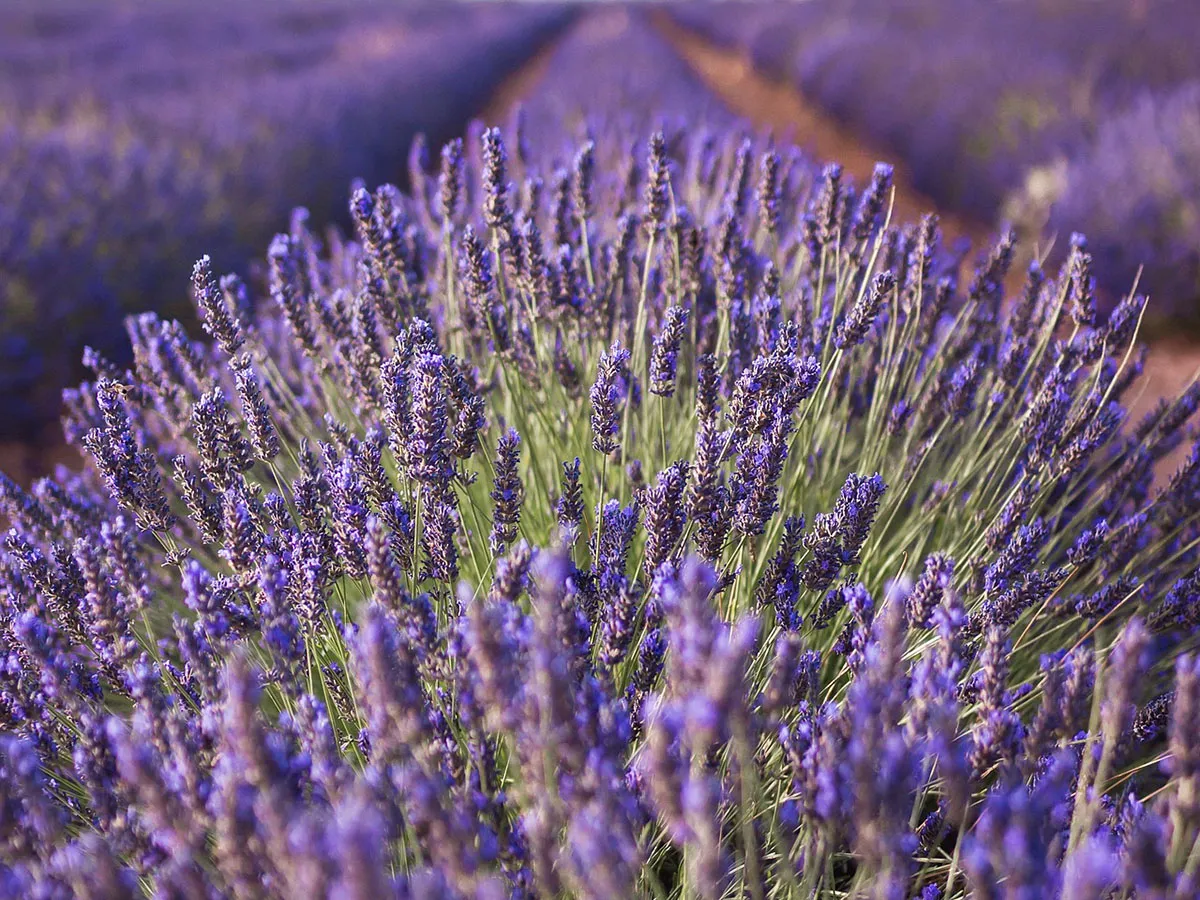 Sadzonki lawendy wiosną