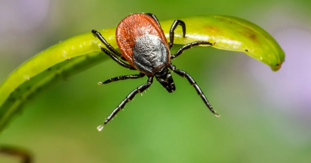 bezpieczna utylizacja kleszcza